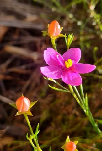 Chironia linoides subsp. linoides buds and flower